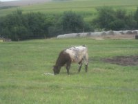 kansas calves119.JPG