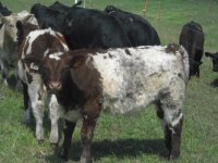 kansas calves043.JPG