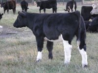 2009 calves 322.JPG