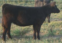 Mainetainer Heifer 002.JPG