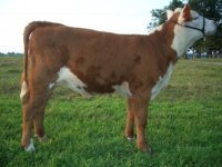 purple milsap embryo - heifer.JPG