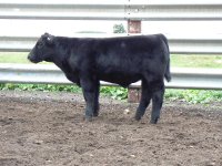 Tag 36 I Am Legend steer.JPG