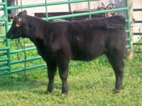 #103 Heifer.jpg