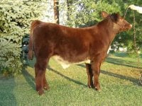 calves for sale 002.JPG