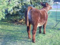 calves for sale 001.JPG