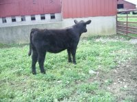 calves for sale 001.JPG