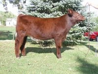 calves for sale 002.JPG