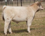 234-CarnacXPBCharolais.jpg