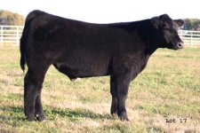 IMG_4642---Lot 17 Smokin Aces --.psd.jpg