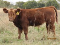 10-3-09 steer1.JPG