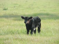 calves 09-30-09 006a.JPG