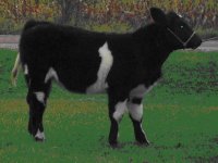 Baby Tex Pic Heifer.JPG