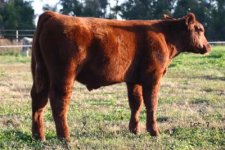 IMG_4650----Lot 7 Smokin Aces steer  ---.psd.jpg