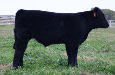 IMG_4667---Lot 12---Padddy steer --.psd.jpg