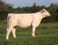 BigCreekEve - KC Sale.jpg