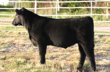 IMG_4729----Lot 20---reg. Angus--09 .psd.jpg