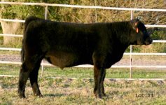 IMG_4741----Lot 21--reg. Angus ---09.psd.jpg