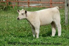 White Noise x Simmy_Angus 4_17_09.JPG