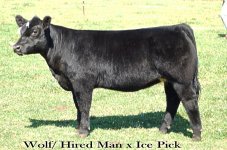 Hired Man x Ice Pick 1_7_09.JPG