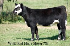 Red Hot x Meyer 734 2_9_09.JPG