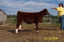 RedWhite Hfr.jpg