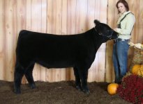 Juneau Steer 01.jpg