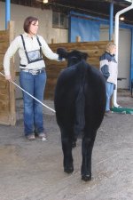 Juneau Steer 04.jpg