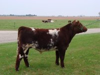 Pretender steer 907 shrunk.JPG