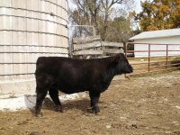 Cows 006.JPG