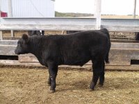 Cows 003.JPG