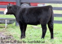 Lot #19 Hired Man x DeBull.JPG