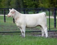 TUSA LOT 6 HEIFER OUT OF 4350 COW.jpg