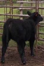 ring of fire heifers-3.jpg