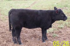 ring of fire heifers-2.jpg