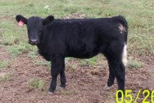ring of fire heifers-1.jpg