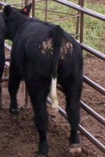 ring of fire heifers-4.jpg