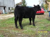 calves 021.JPG