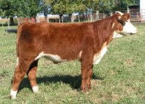 Hallmark Steer web.JPG