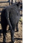 black back.jpg