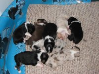 pups 005.JPG