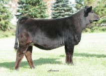 W65L - Faith x Pacesetter - small.jpg