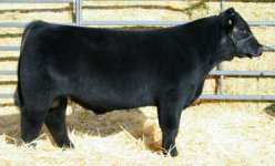 Invincible Bull Calf.jpg