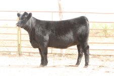 new angus heifers.jpg