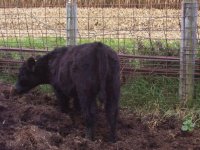 heifer1.jpg