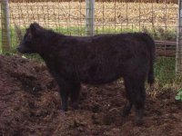 heifer2.jpg