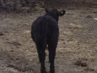 heifer5.jpg