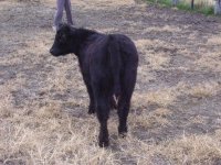 heifer3.jpg