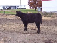 heifer4.jpg