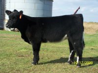 cattle 047.jpg