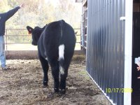 cattle 050.jpg